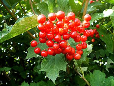 Viburnum opulus - ویبرنوم اوپولوس (زغال‌اختهٔ اروپایی)